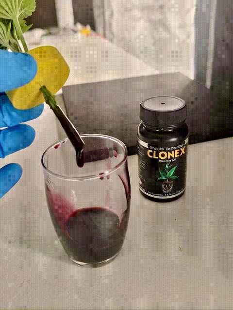 Clonex Rooting Gel