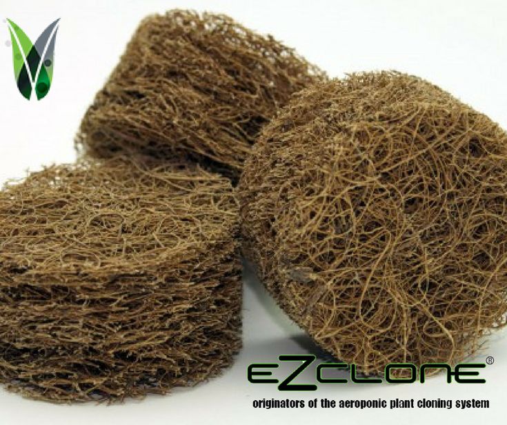 Ez Clone - Coco Collars espuma clonación