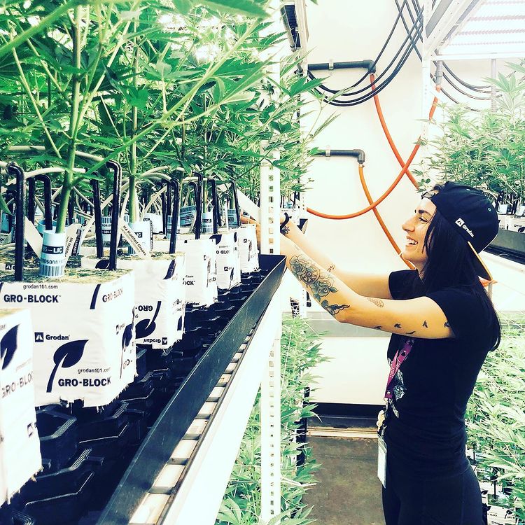 Grodan - Big Mama 8x8x8in México