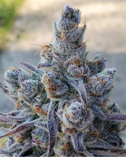 como sembrar marihuana cultivar cannabis 5 pasos
