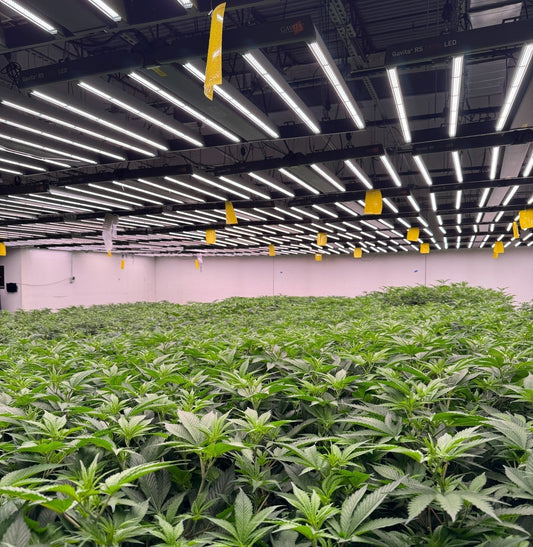 Nutrientes para Hidroponía | Guía Completa de Marcas y Fertilizantes | Selva Urban Farming México