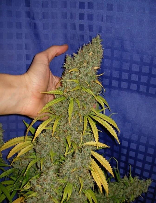 Cogollo cola bud flores marihuana cannabis grow shop