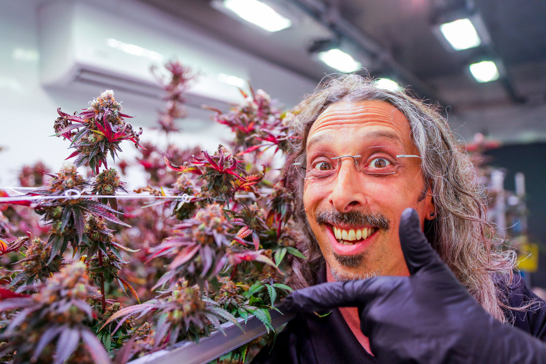 Grow shop méxico Kyle Kushman marihuana