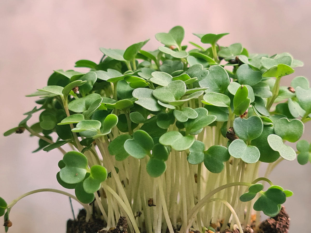 Semillas de Microgreens - Arugula