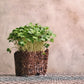 Semillas de Microgreens - Arugula