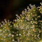 Hydrofarm - Active Eye Microscopio 100x