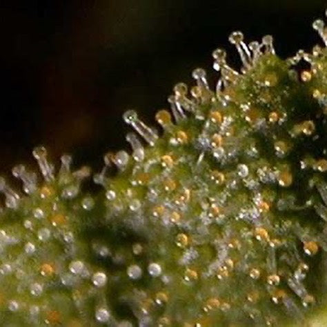 Hydrofarm - Active Eye Microscopio 100x