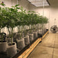 Bandeja de cultivo flood tray indoor mexico marihuana