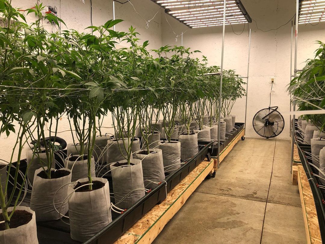 Bandeja de cultivo flood tray indoor mexico marihuana