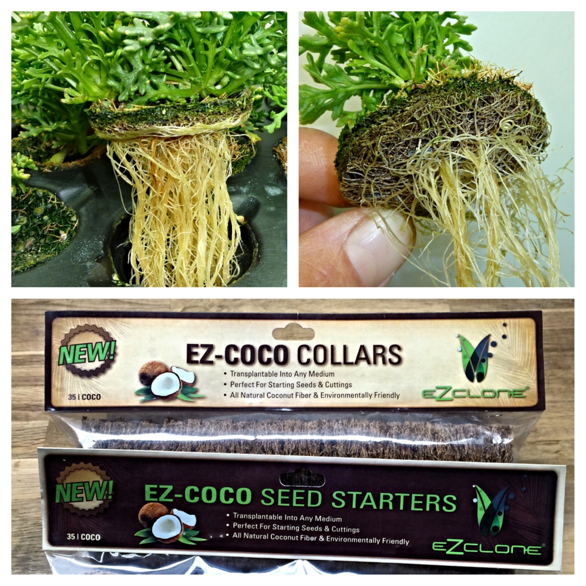 Productos Ez Clone - Coco 